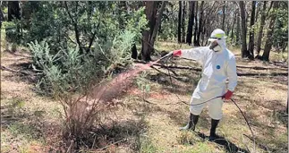  ?? ?? TACKLING WEEDS: Department of Environmen­t, Land, Water and Planning staff treat isolated woody weed species in the upper Wimmera Catchment.