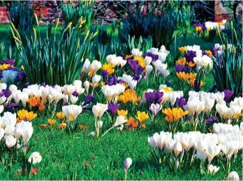  ?? ?? SIGNALLING SPRING: Crocus bulbs dropped and planted where they land will bring a vibrant, natural show to any lawn after winter