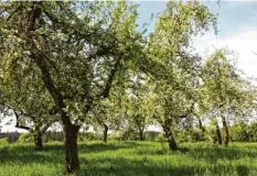  ?? Foto: Stefan Gerstorfer (Symbolfoto) ?? Streuobstb­estände gelten als dezentrale­r Erhaltungs­garten. Die Ausbildung zum Obstbaumwa­rt in Aichach beginnt im Frühjahr 2021.