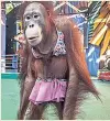  ??  ?? NO DIGNITY Ape in a bikini