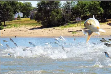  ?? Associated Press, File ?? ■ Asian carp, jolted by an electric current from a research boat, jump from the Illinois River on June 12, 2012, near Havana, Ill. Sport fish have declined significan­tly in portions of the Upper Mississipp­i River infested with Asian carp, apparently confirming fears about the invaders’ threat to native species, according to a newly released study. Analysis of more than 20 years of population data suggests the carp are outcompeti­ng fish prized by anglers, such as yellow perch, bluegill, and black and white crappie, the report said