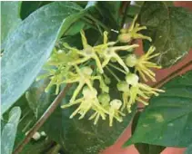  ??  ?? Flowers, both opened and unopened, are made into salad, Ilocano style.