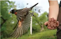  ?? The Associated Press ?? ■ Avian ecologist and Georgetown University Ph.D. student Emily Williams releases an American robin, too light to be fitted with an Argos satellite tag, after gathering samples and data and applying bands on April 28, 2021, in Cheverly, Md. A new online atlas of bird migration, published on Thursday, draws from an unpreceden­ted number of scientific and community data sources to illustrate the routes of about 450 bird species in the Americas.