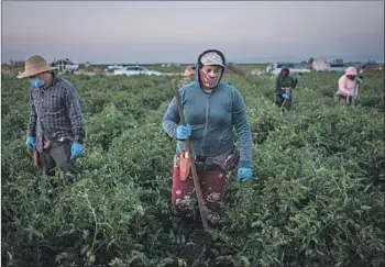  ?? Max Whittaker For The Times ?? FARMWORKER­S weed a tomato field in French Camp, Calif., on July 24. Of the 10 California counties with the highest infection rates per capita over the last two weeks, eight were in the Central Valley.