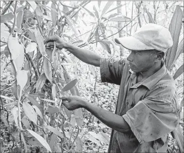  ?? Rijasolo AFP/Getty Images ?? BASKIN-ROBBINS’ parent firm and the maker of Haagen-Dazs ice cream are among those being hit by rising vanilla prices. Some big food firms have been working with farmers. Above, a Madagascar vanilla farm.