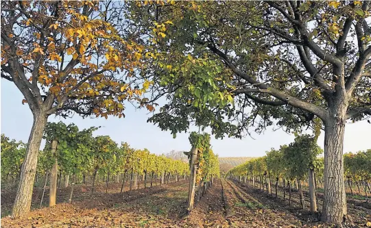  ?? FOTO: INGO FOLIE (2) ?? Der Zweigelt nimmt eine tragende Rolle in der Region ein und prägt die Weinlandsc­haft rund um den Neusiedler See.