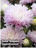  ??  ?? Aster ‘Kingsize Applebloss­om’