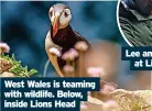  ?? ?? West Wales is teaming with wildlife. Below, inside Lions Head
