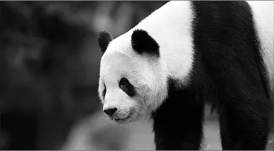  ?? Associated Press ?? Panda cub Bao Bao roams in an enclosure on Sept. 25, 2015, at the Smithsonia­n's National Zoo in Washington. Bao Bao is scheduled to depart the zoo on Tuesday for a one-way flight to China, where the 3-year-old will eventually join a panda breeding...