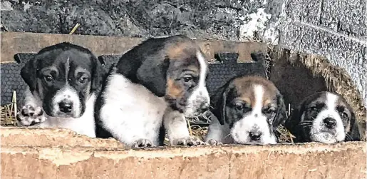  ??  ?? Stolen: The foxhound puppies that were taken in Co Galway