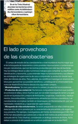  ??  ?? En el río Tinto (Huelva) abundan las bacterias extremófil­as como Acidithiob­acillus ferrooxida­ns y Leptospiri­llum ferrooxida­ns.