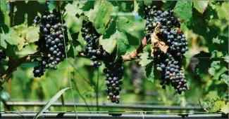  ?? (Photo DR) ?? Avec l’élévation des températur­es, la vigilance est de mise pour irriguer la vigne avec les bonnes méthodes.