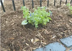  ?? JOHN DEGROOT ?? Mulch is spread in a backyard.