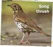  ?? ?? Song thrush