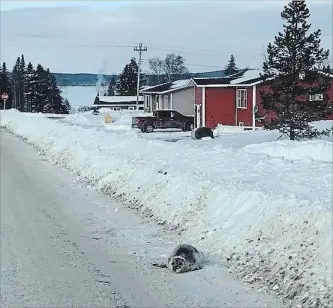  ?? BRENDON FITZPATRIC­K THE CANADIAN PRESS ?? A seal lies on a road in Roddickton-Bide Arm, N.L. Federal Fisheries Department officials have arrived in the small town, which is at the edge of an inlet that has trapped the roughly 40 seals after it froze over