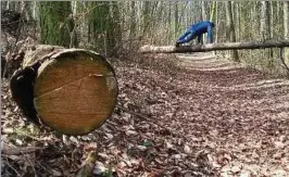  ??  ?? Dieser Weg auf dem Seeberg, der zum Scheibepla­tz führt, erfordert wegen eines umgestürzt­en Baumes sportliche Einlagen. Foto: Claudia Klinger