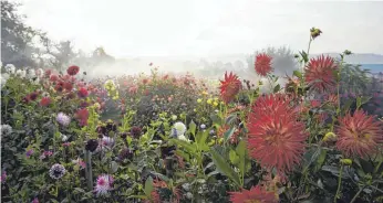  ?? FOTO: VERANSTALT­ER ?? An trüben Tagen stehen die kräftigen Farben der Dahlien im Kontrast zur Umgebung.