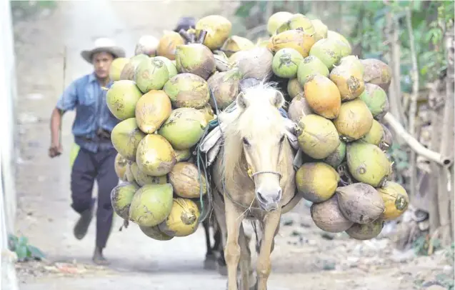  ?? Photo:
Reuters ?? Demand for specialty coconut products like drinks and sugar has pushed up prices for basic oil used in such things as dish detergent. Above, a worker runs behind a horse carrying coconuts inSeptembe­r 2015 during harvest time at a coconut plantation in Banyuwangi, Indonesia’s East Java province.