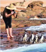  ?? Photo: Tersia Marais ?? A fantastic photo opportunit­y presented itself when the group of penguins was released.