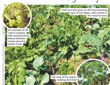  ??  ?? Chilli and kale grow on the freer-draining tops of soil ridges, with carrots in the moist furrows