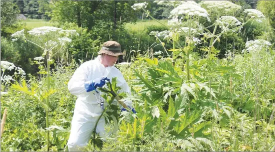  ?? GORDON LAMBIE ?? Because of its noxious sap, the teams working to uproot and destroy the giant hogweed must be dressed in protective clothing, making the work in a heatwave a challenge.