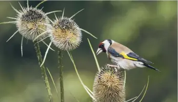  ??  ?? A goldfinch on a teasel, main; a pile of leaves can provide a home for hedgehogs, inset