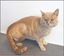  ??  ?? n INJURED: Macavity was found with a broken leg