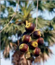  ?? ?? A farmer drops palm fruit from a tree during harvest season.