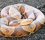  ??  ?? Pictured is the northern copperhead, one of two poisonous snakes native to Maryland. It can be identified by its diamond head and cat-like pupils.