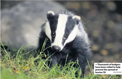  ?? Ben Birchall ?? > Thousands of badgers have been culled to help prevent the spread of bovine TB