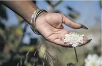  ?? Mariah Tauger Los Angeles Times ?? GENEA Richardson found “the garden literally began to speak to me” as she worked with plants. She shares her knowledge with kids at a community garden.