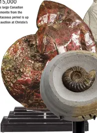  ??  ?? ESTIMATE £10,000– £15,000 This large Canadian ammonite from the Cretaceous period is up for auction at Christie’s