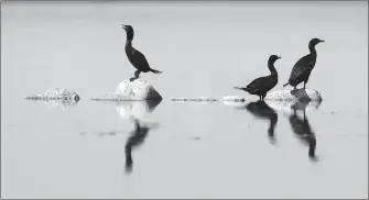  ?? Submitted photo ?? Cormorants can be found throughout southern Alberta, and are just one subject of the new Rick Andrews’ wildlife film project ‘Avian Summer’ which debuts Thursday.