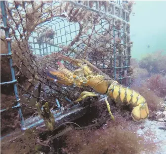  ?? AP PHOTOS ?? MAINE CONCERN: Kyle Bruns, left, packs a live lobster yesterday for shipment to Hong Kong. A lobster, above, walks into a lobster trap on the floor of the Atlantic Ocean.