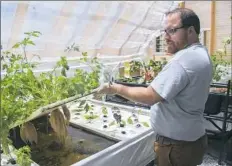  ?? Lake Fong/Post-Gazette ?? Casey Clauser, farm manager for Oasis Farm and Fishery, shows the plants growing system at the farm in Homewood.