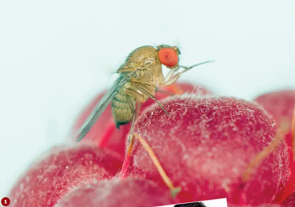  ??  ?? Nella foto grande 1 la Drosophila suzukii, il moscerino della frutta, nella foto 3 la cimice asiatica: sono queste le due specie aliene particolar­ment e conosciute per i danni che provocano all’agricoltur­a, ad esempio alle mele 4 . Nella foto 2 Gianfranco Anfora