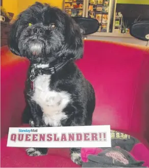  ?? Picture: IAN McDOUGALL ?? Visiting Canberra dog Bo shows his new allegiance.