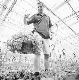  ??  ?? Pieter Debruin, owner of Devan Greenhouse­s Ltd., finds
strength in the business-CFIB partnershi­p.