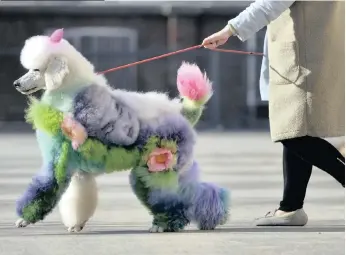  ??  ?? A WOMAN walks her poodle with styled and dyed fur on a street in Shenyang, Liaoning province, China.