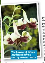  ??  ?? The flowers of Lilium nepalense have a snazzy maroon centre