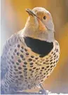  ?? COURTESY IMAGE ?? The female northern flicker looks the same as the male but lacks the male’s red mustache.