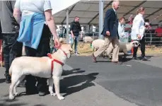  ?? 06_a26RHS06 ?? This golden retriever did a double-take as Hampshire down sheep were taken to the showring on the end of leads.