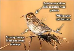  ?? ?? Streaky, brown, black and white plumage
Seed-eater’s short bill; ‘complex’ head pattern
White outer tail feathers