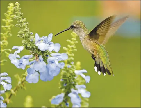  ?? (Submitted photo/Terry Stanfill) ?? A hummingbir­d feeds on the nectar of area wildflower­s in August 2019.
