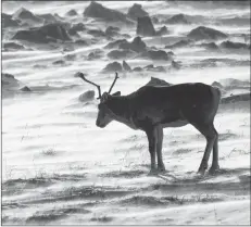  ?? CP FILE PHOTO ?? A wild caribou roams the tundra near The Meadowbank Gold Mine located in the Nunavut Territory of Canada in 2009.