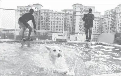  ??  ?? Alberca, camas de terciopelo, spa, atención médica las 24 horas y cervezas sin alcohol importadas de Bélgica, parte de lo que ofrece el lujoso hotel Critterati, ubicado en India, a perros. Las suites tienen un costo de 70 dólares por noche ■ Foto Afp