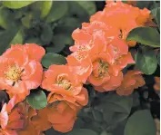  ?? PROVEN WINNERS ?? Double Take Peach flowering quince offers a most rare and stunning color for the garden.