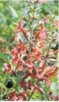  ?? San Antonio Express-News ?? The fall-blooming scarlet, or tropical, sage (Salvia coccinea) prefers a spot with sun or part sun.