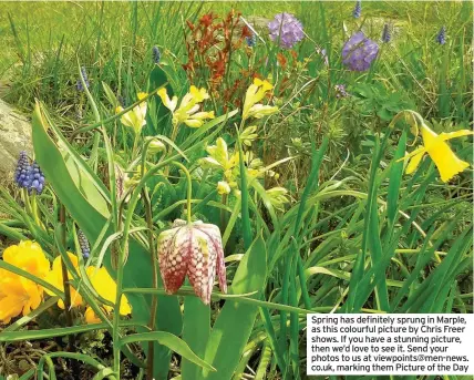  ??  ?? Spring has definitely sprung in Marple, as this colourful picture by Chris Freer shows. If you have a stunning picture, then we’d love to see it. Send your photos to us at viewpoints@men-news. co.uk, marking them Picture of the Day