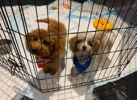  ?? Jackie Armour ?? Local puppies Gertie, left, and Good Girl (aka Margo) hang out together while competing in “Puppy Bowl XX” last fall in Glen Falls, N.Y.